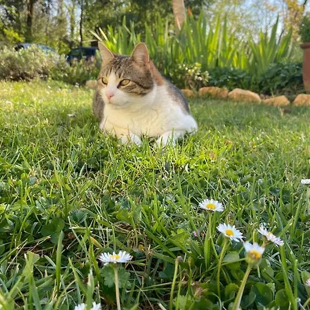 Aux Couleurs D'esteil Bed & Breakfast Sainte-Nathalène