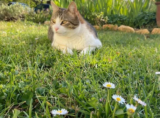 Aux Couleurs D'esteil Bed & Breakfast Sainte-Nathalène